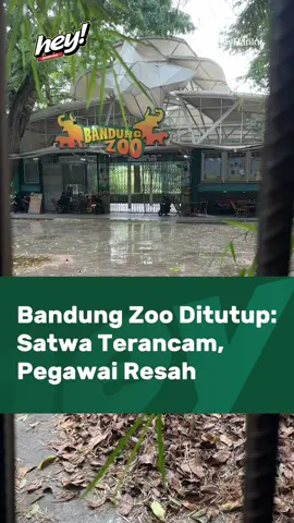 Dulu tempat tawa, sekarang penuh tanda tanya. Belum ada kepastian kapan Bandung Zoo akan kembali dibuka untuk umum. Satwa lapar, pegawai resah, warga jadi kehilangan salah satu tempat liburan. Sampai kapan kondisi ini dibiarkan? #HeyMedia #UrangBandung #NgawangkongHeula