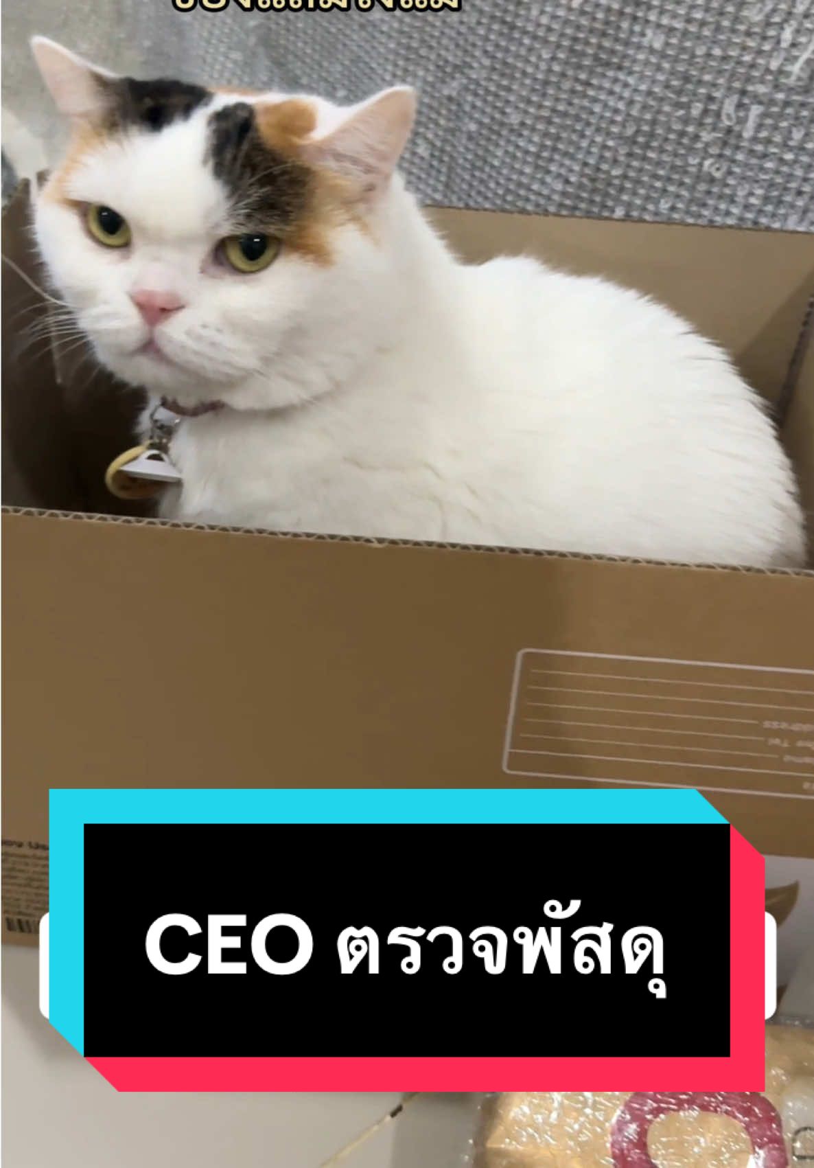 CEO ตรวจสอบพัสดุด้วยตัวเอง ฝากร้าน @7Petshop ด้วยนะคับ 🙇🏻‍♀️🙏🏻 #มูมินแมวเหนียง #แมวน่ารัก #สวนสัตว์tiktok #cat #7petshop 