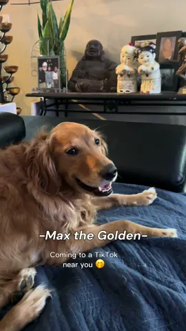 #CapCut Max, dog influencer 👏👏👏 #goldenretrieverpuppy #goldenretrieverlife #max #dogs 