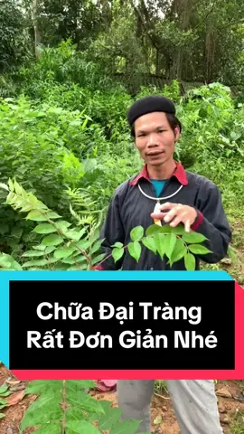 Hai cây này thôi chữa đai tràng phân lỏng rất uy tín nhé #langtuan #daitrang #suckheochomoinguoi #xuhuongtiktok 