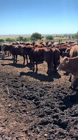 “Cattle-gazing” • #bonsmara #agriculture #farming #cattle #farmingsouthafrica 