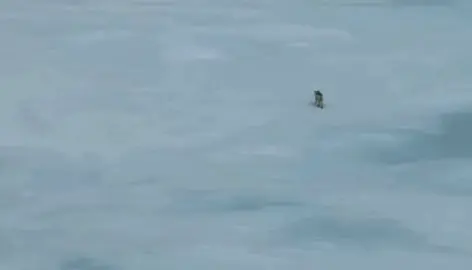 #zoologytok #fypシ #wildlife #wolves #wolfpack 