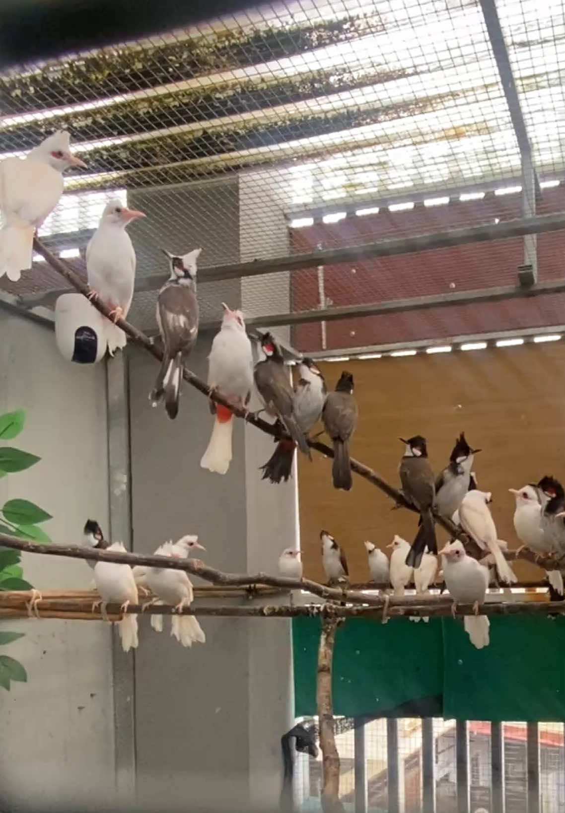 Phút bình yên ! #xuhuong #chaomao #chimcanh #chaomaodotbien #chaomaosinhsan 