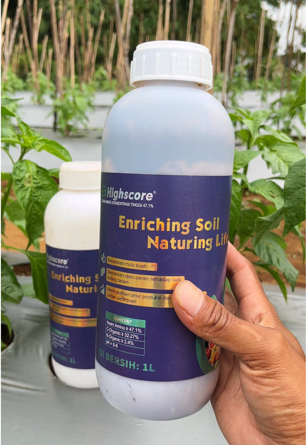 Nutrisi Asam Amino tinggi Highscore Alfabeta #cabe #petani #pertanian #petanimuda #petaniindonesia🇮🇩🇮🇩🇮🇩🌿🌿 