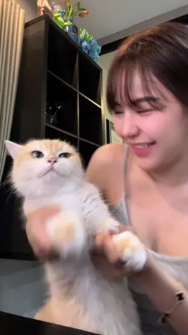 อยากเป็นแมวอยู่เฉยๆก็มีคนเลี้ยง 🐱 #เพลงเพราะ #fyp #แมว 