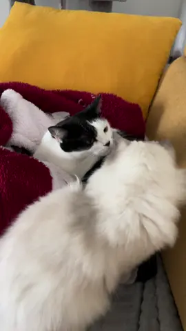 Chalut la compagnie les amoureux en plein love 💕 #chat #chatinstagram #petinfluencer #chatpanda #chatinfluence  