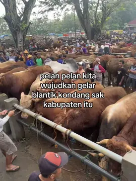 #bakulsapi #blantiksapi #blantikmudapunyacerita #fypシ゚ 