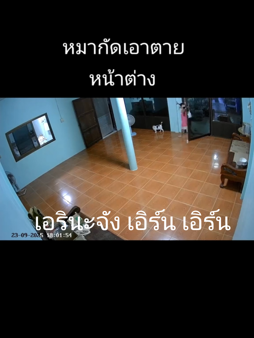 ep.2  มุมกล้องห้องโถง หลานได้ยินเสียงก็พากันไปเรียกคนมาช่วยยาย @dyw0z1gyo31k  #หมากัด #สัตว์เลี้ยงtiktok #tiktok #เทรนวันนี้ #ประเทศไทย 