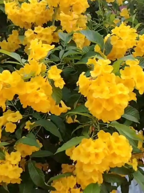 #flowers 🌼🌼