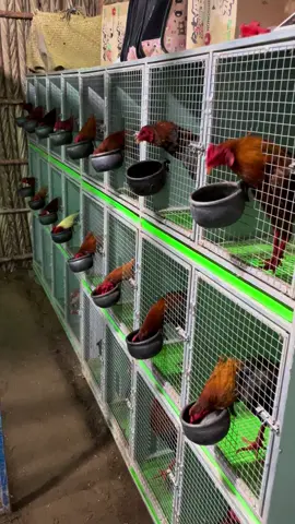 Chế độ 🐔🐔🐔🥰🥰🥰#xhtiktok #nhachaymoingay #dagacuasat 