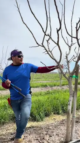 #california #trabajo #oregon #usa #campo 