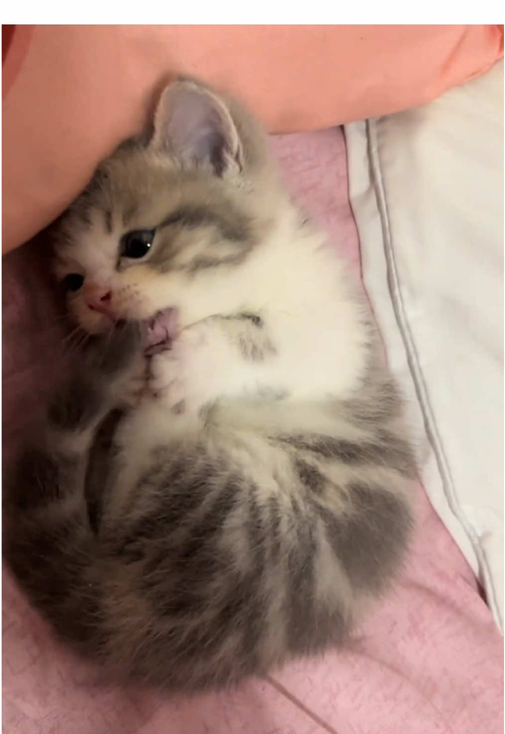 So cute.😊#kitten #cat #cute #pet 