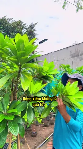 sau khi tưới phân định hồng xiêm guột đỏ khổng lồ quá tốt#dangnhaque 