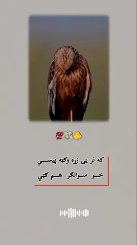 #creatorsearchinsights #تاجک__اوزبگ__پشتون__هزاره__ترکمن🇦🇫 #ملتياموغواړم📚✍️ #fypシ゚viral🖤tiktok #🇦🇫🇦🇫🇦🇫 