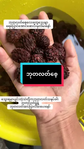 #သဘာဝနည်းနဲ့တင်းတိပ်ကုမယ် #ဘုတလတ်စေ့#ထိုင်းနေရာအနှံ့ပို့ပေးပါတယ် #foruyou #trend @NwayNway Sandi Aung @လောရှည်😍😍😍🇲🇲🇹🇭 @😍😍Yadanar Soe 🇲🇲🇹🇭🪵🪵 