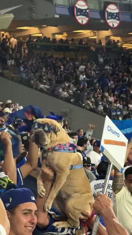Loved this. He was so chill surrounded by so many #Dodger fans #FYP #DodgerStadium #Doyers #Playoffs 