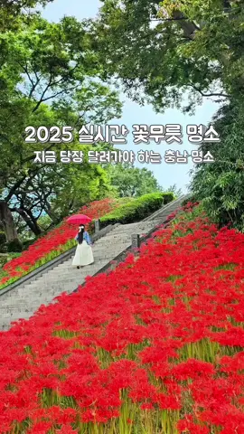 #실시간 충남 아름다운 꽃무릇 명소!! ❤ 서산의 대표 여행 명소인 해미읍성에 꽃무릇이 만개중이에요. 청허정으로 오르는 108계단 주변으로 꽃무릇이 피어 있는데... 제법 빼곡하게 피어 멋진 풍경을 보여주고 있어요. 👍🏻 이번 주 서산으로 여행을 간다면 구경 가보길 추천드려요.  ✔️ 꽃무릇은 만개 중으로 일부 진 꽃들도 있었기에... 아쉽게도 이번 주 지나면 예쁘지 않을 것 같아요. ✔️ 꽃무릇 외 코스모스, 무궁화 등 다른 꽃들도 피어 있어요. 📍 #해미읍성  ▪️충남 서산시 해미면 남문2로 143 ▪️주차 가능 .  . . ❥･• 멋진 명소를 찾아 달려가는 달려가히 ♡ #달려가히 #충남가볼만한곳 #충남꽃밭 #충남꽃무릇 #서산꽃밭 #서산여행 #서산가볼만한곳 #서산꽃무릇 #서산해미읍성 #꽃무릇 #꽃무릇명소 #꽃무릇축제 #상사화 #상사화명소 #redspiderlily #magcklily #cluster #flowergarden #seosan #seosantravel #selfie #flowergarden #travelgram 