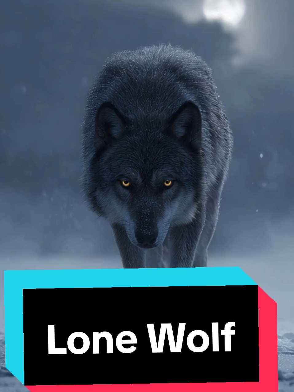 A lone wolf seeks no one... #epicwallpaper #4kwallpaper #samsungwallpaper #wolf ##applewallpaper 