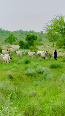 🥀♥️#Naveedbaloch 