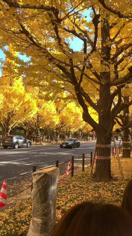 Nhật bản bắt đầu chuyển qua mùa thu 🍂 thích cảm giác se lạnh dễ chịu này cực luôn #muathunhatban🍂 #japan🇯🇵 #edit 