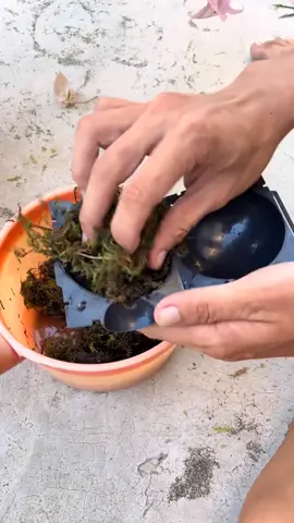 Alat Cangkok Tanaman