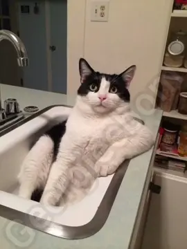 It's real #fyp #meme #georgieebom #funny #cat 