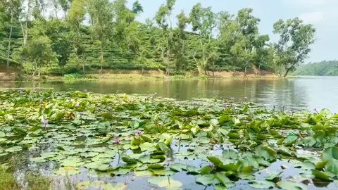 মায়াবী লেক 💚🤍#like #tiktok #foryoupage #support @Creator Portal Bangla @TikTok Bangladesh @For You 