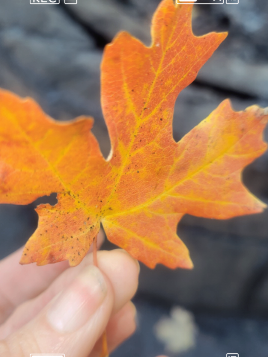 #utah #fall #autumn #MomsofTikTok #nature 