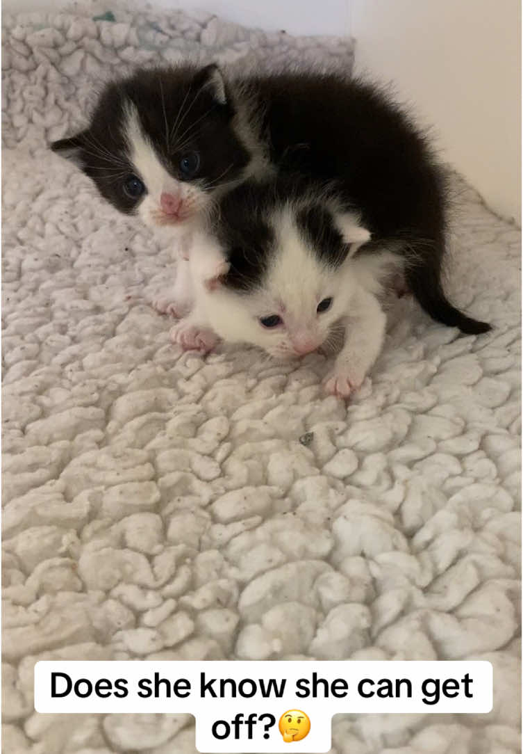 Waffles is crying about being stuck on Pancakes back but she got herself up there!🥲  #catsoftiktok #rescuecat #fyp #foryoupage #kittens #cute #kittensoftiktok #babies 