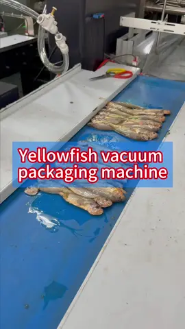 Do you know yellowfish vacuum packing machine?#packingmachine #packagingmachine #baggingmachine #machine #factory #packing #package #vacuumpacking #yellowfish 