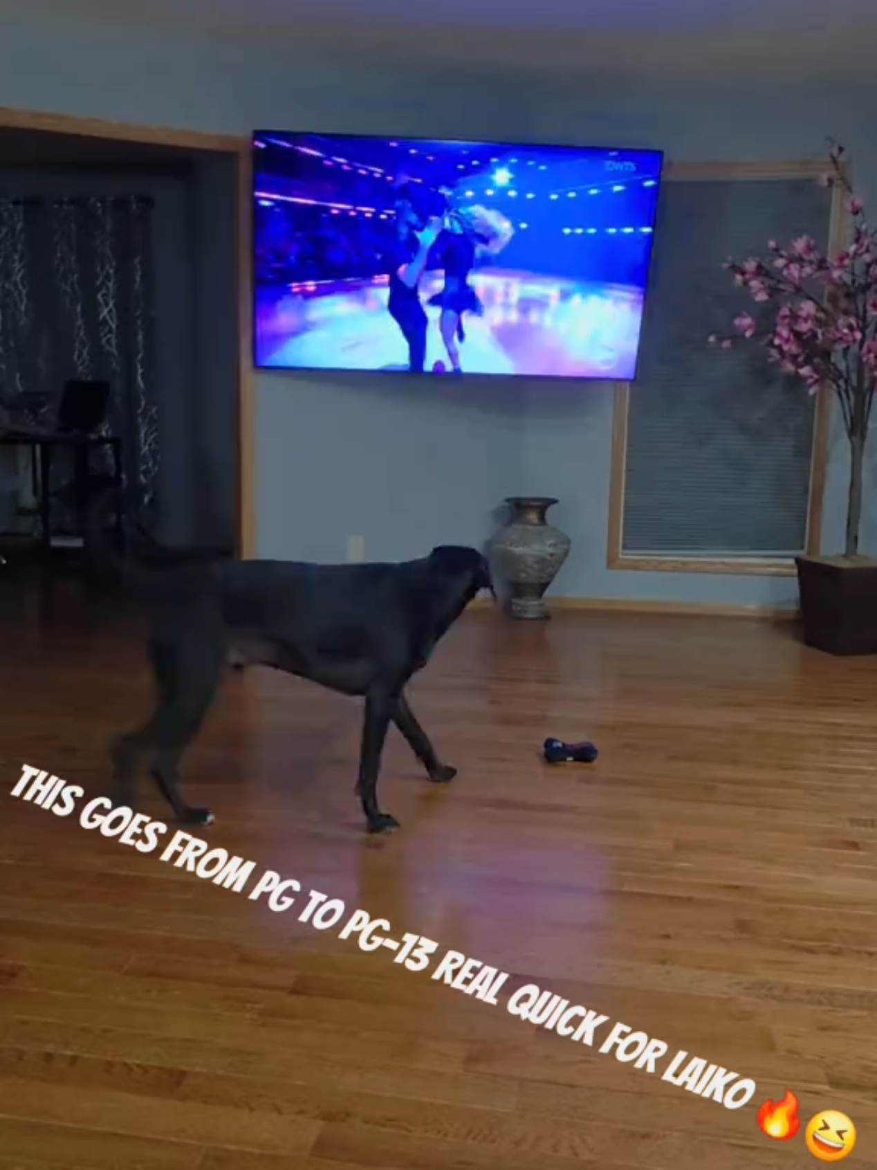 Too much heat coming from the T.V for this little pups eyes 🔥 🐾 Laikos favorite dance is @Robert Irwin 🐊 again this week on @Dancing with the Stars #DWTS  #robertirwin  #viral #fyp  #dogsoftiktok  #dancing 
