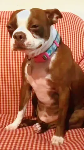 အသည်း ❤ မပေးချင်နေပါ Video လေးကိုဆုံးအောင်ကြည့်ပေးရင်ပဲကျေနပ်ပါပြီဗျာ 🙏 #performance #funnyvideos  #performancevideo #AniVibe 