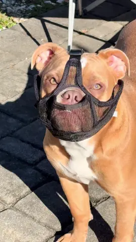 So I’ve had both of my dogs checked for nutrition, deficiencies and then finally I talked to a behaviorist and fun fact if you have chipmunks or grubs in a specific area they are known to eat dirt in those areas bc it smells like food or live prey (we have chipmunks) So couple that with the wild rabbit poo, sticks, leaves, rocks and then the ☠️mouse & projectile vom!t incident was time to try a little prevention. Funny thing is she weirdly likes the muzzle and waits for me to put in on her 😂