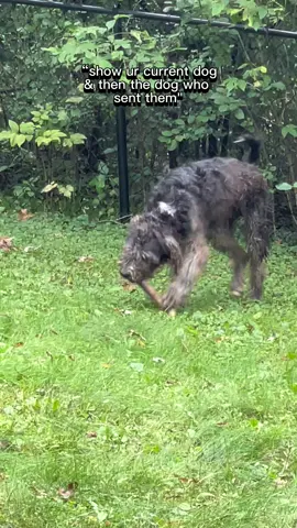 And so a new chapter begins…. We brought home Buddy the Texas rescue two weeks ago. The litte white random spot on his neck tells me that he was handpicked by my #souldog Cullen. Welcome to your furever home #Buddy you will always be safe with us. #labradoodle #doodle #rescuedog 