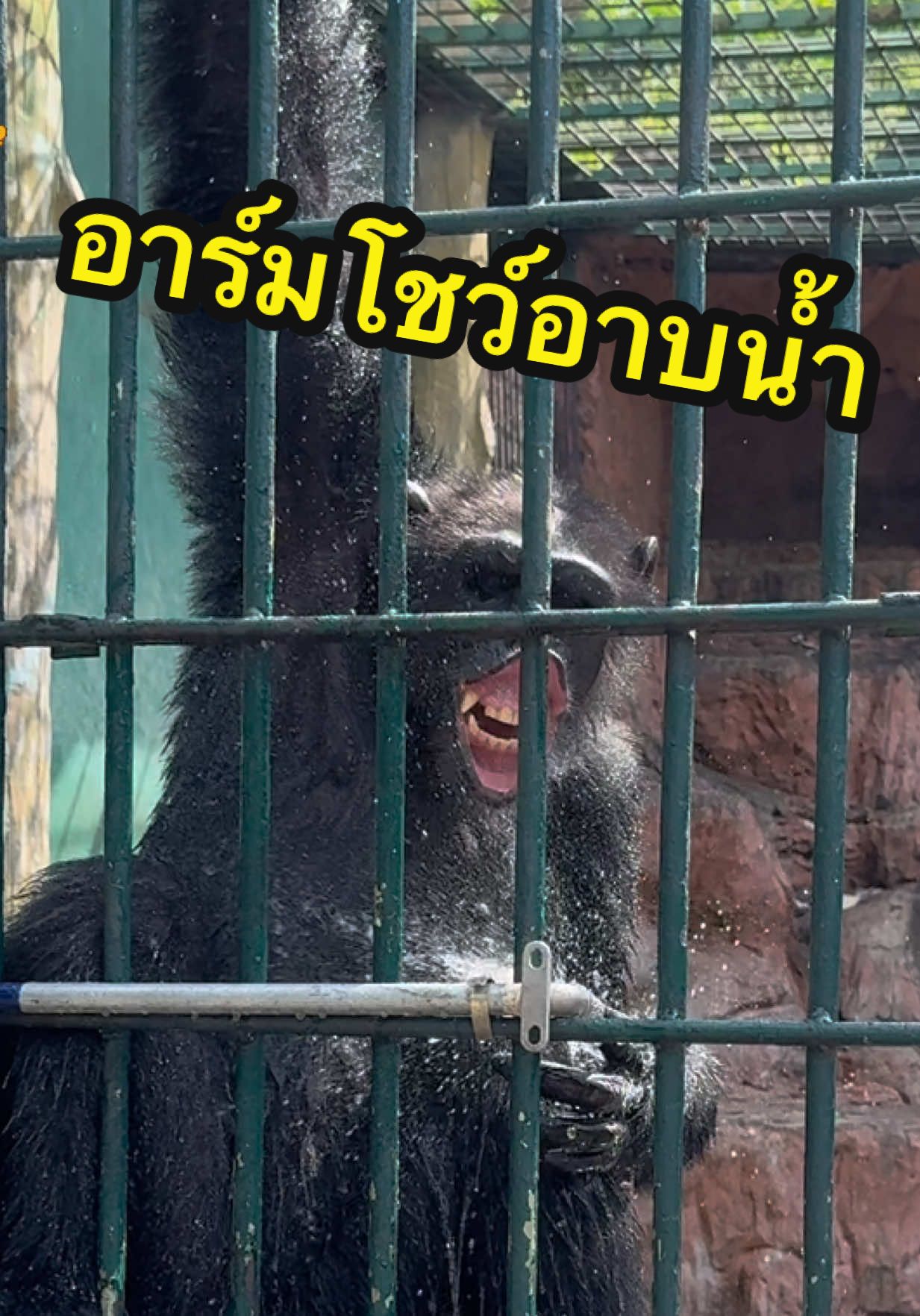 ⛅️เห่อมากครับ เล่นท้างวัน 🦍🚿 #น้องอาร์ม #อาร์มหวานจิต #เอ็มโดโด #โด้เอ็ม #ตัวตึงสวนสัตว์สมุทรปราการ 