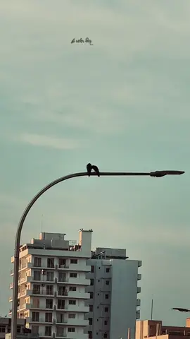 ඔබ නැතුව මම ඉන්නෙ කොහොමද ඉතින් 🙂💔 ! repost please  #fyp #ama_official #lyrics #songs #whatsappstatus @𝗙 𝗢 𝗫 𝗬   𝗣 𝗔 𝗚 𝗘   @SACHI _ PAGE 👻📍 @𝙎𝙏𝘼𝙏𝙐𝙎 𝙑𝙄𝘿𝙀𝙊 🤍❗ @රාධාවණී 🌸 @𝓓𝓮𝔀𝔁 🕷️ྀི @Dinzzz 