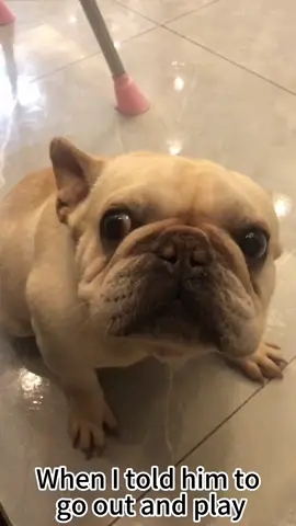 Funny French bulldog 🤣🤣#Dog #fyp #pet #funny #funnyanimals 