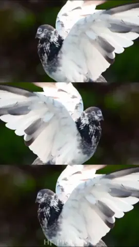 𝓹𝓲𝓰𝓮𝓸𝓷 𝓜𝓲𝓷𝓮 💖😫🕊️ #pigeon_mine_ #pigeonmine 
