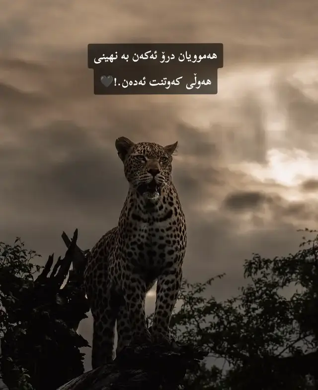 هەوموویان درۆ دەکن بەنهێنی هەولی کەوتنت دەدەن🖤#hawler #foryou #fyp #acc #aktef 