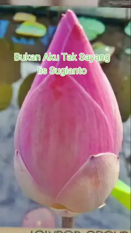 #Lagu lawas# #cip: Pance Bukan Aku Tak Sayang# #fyp