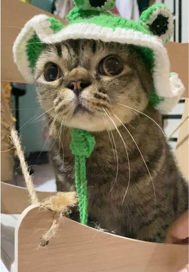 sound yg cocok buat gokgok 🌗👅🌔 #fypシ゚viral #foryourpage #catsoftiktok #kucingtiktok #catlovers 