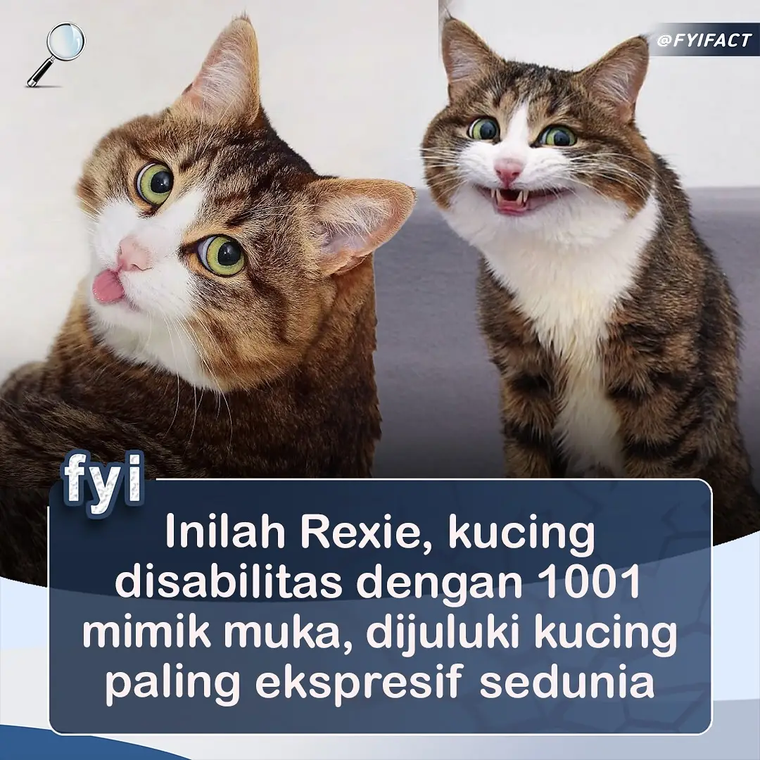 tahu kucing ini ga? lucu banget soalnya 🐱 #fyifact #catlover #kucinglucu #fyp 