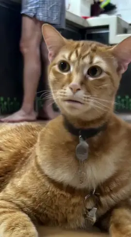 🐱😤#duoyin #viral #cat #catsoftiktok #fyp 