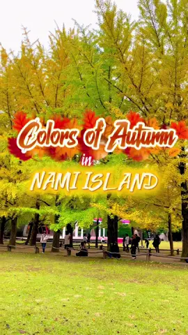 NAMI ISLAND !!  남이 섬 !!  Colors of Autumn in NAMI ISLAND [ 남이섬 ]🍁🍂 📍NAMI ISLAND (  남이섬 ) #namiisland #colorsofautumn #koreatravel #남이섬가을 #namiislandtravel 