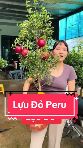 Lựu Đỏ Peru trái to các bác sưu tầm nhắn em ạ #nha_vuon_linh_ngan #cay_nhap_khau #luu #lựu_đỏ #luuperu #peru #lựu_peru 