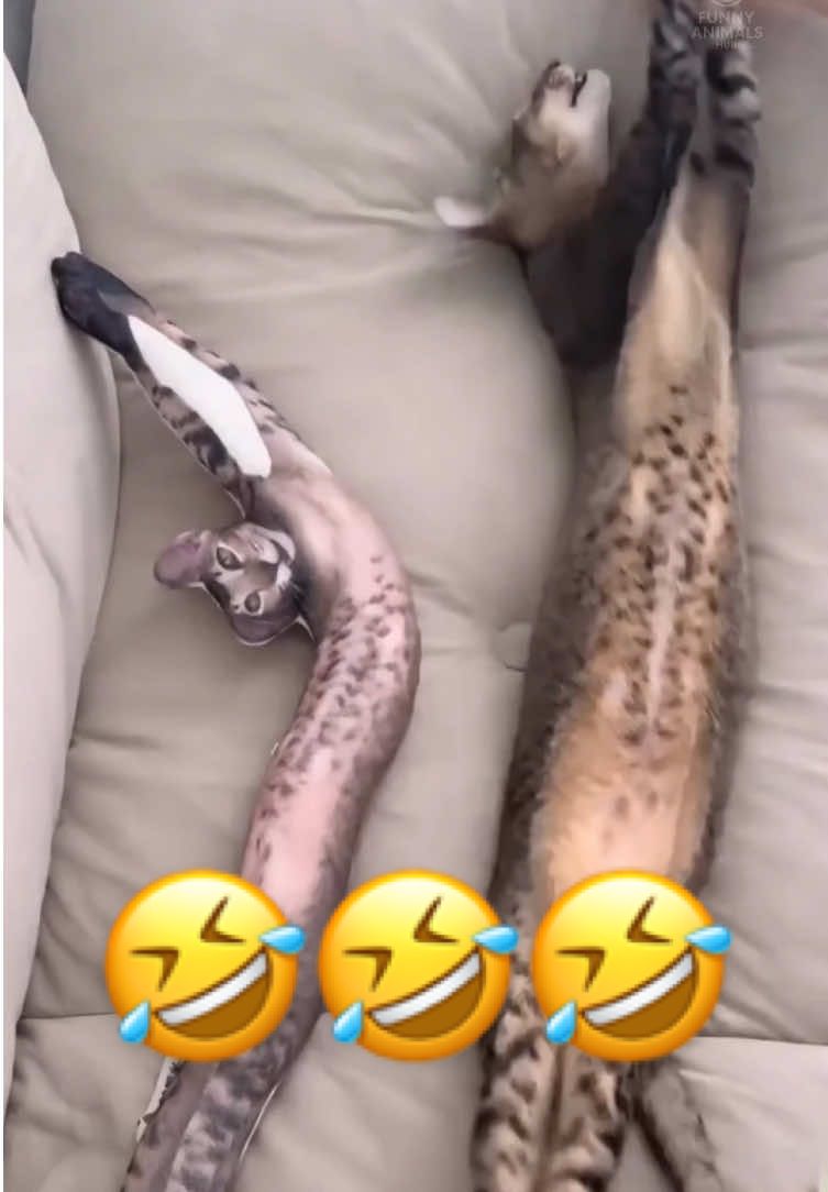 When Your Cat Enjoy Stretching 😂👈 | Part 76 #cat #funnytiktok #funnycatsoftiktok #funnyvideo #fyp 