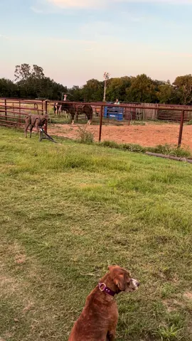 The baby found the best place to sit #cowboy #cowboylife 