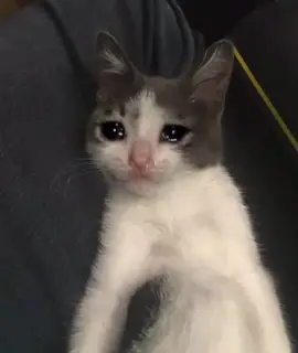 Please give me a break #cat #funny #meme #fyp #georgieebom 