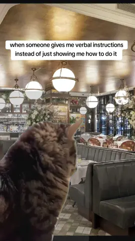 show meh #Meme #kitty #verbalinstructions #showme #activelearner 