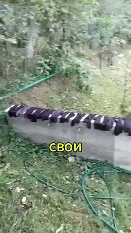 Смех как у Джокера. Автор видео:  @user1457446620068 #мемориал #мем #мемы #комментарии #смешныекомментарии 